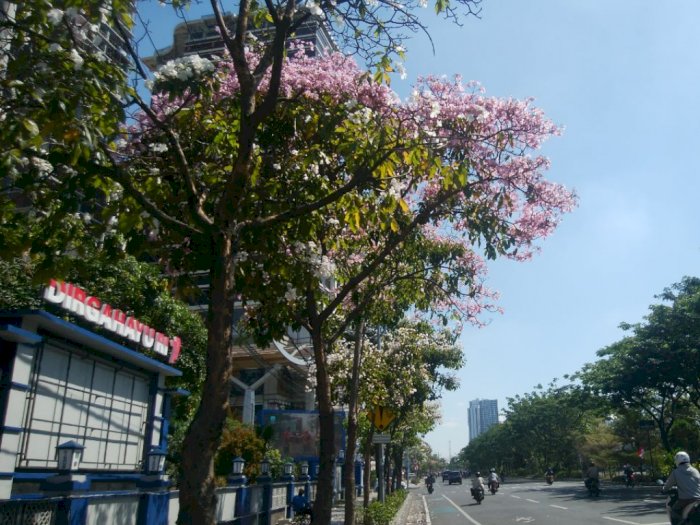 Bukan Cuma Jepang, 'Sakura' Juga Bermekaran Indah di Surabaya, Cek Lokasinya di Sini!