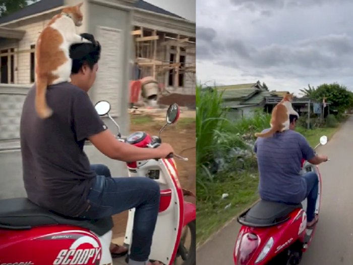 Gemes! Si Oyen Ini Asyik Nangkring di Pundak 'Babu,' Anteng Diajak Motoran: Kayak Helm