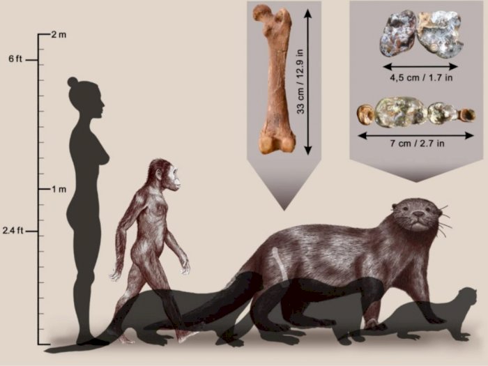 Ilmuwan Temukan Spesies Baru Berang-berang Prasejarah, Ukurannya Sebesar Singa Modern