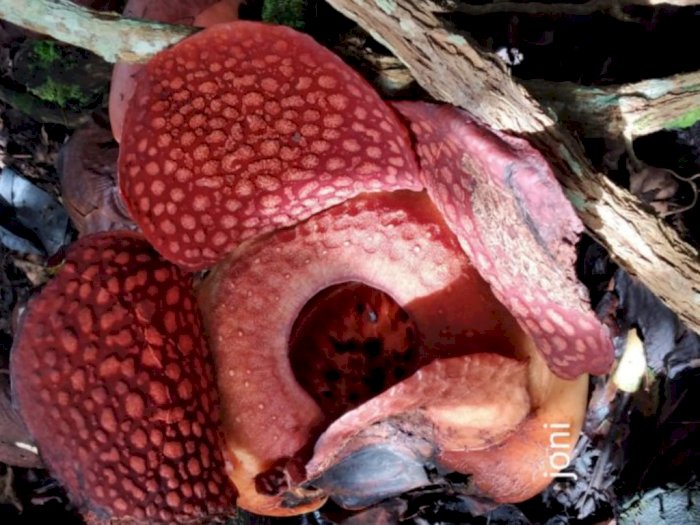 Bunga Bangkai Rafflesia Ardoldii Mekar Sempurna di Halaman Rumah Warga Agam