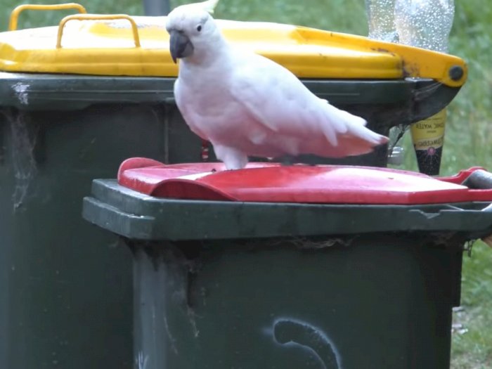 Burung Kakatua Berevolusi, Penduduk Sydney Kewalahan Mengamankan Tong Sampah Mereka