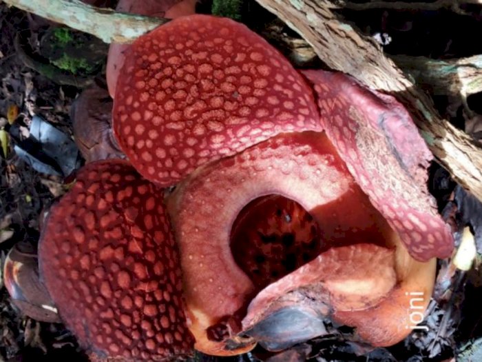 Potret Bunga Rafflesia yang Mekar Sempurna di Halaman Rumah Warga