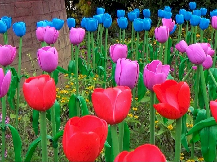 Ternyata Ada Amsterdam di Kota Batu, Dipenuhi Bunga Tulip Mirip Banget dengan Belanda