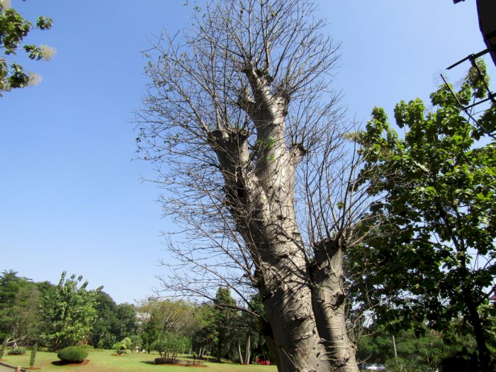 Ajaib! Pohon Purba Raksasa Ini Punya Segudang Manfaat, Bisa Jadi Obat hingga Lem 