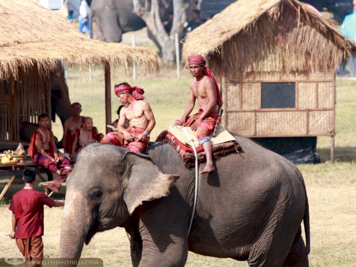 Sepi Turis, Sejumlah Gajah 'Pengangguran' di Thailand Beralih ke TikTok hingga YouTube