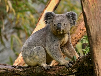 Mencegah Kepunahan Spesies, Australia Menyisihkan 30% Daratannya untuk Konservasi