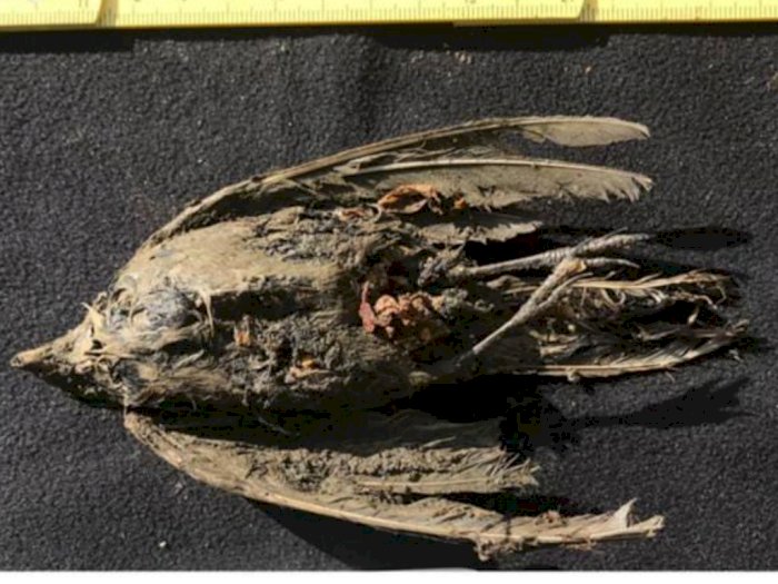 Burung 46.000 Tahun Ini Ditemukan di Lapisan Es Siberia, Awet dan Tubuhnya Masih Utuh