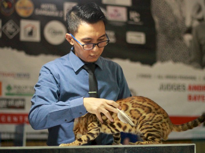 Salah Satu Kucing Termahal di Dunia Menang Kontes di Parepare, Berapa Harganya?