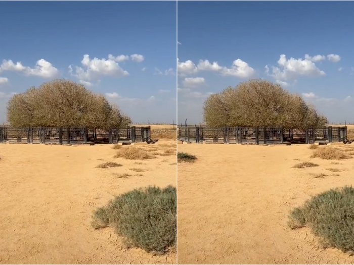 Penampakan Pohon Sahabi di Yordania, Tempat Rasulullah SAW Berteduh