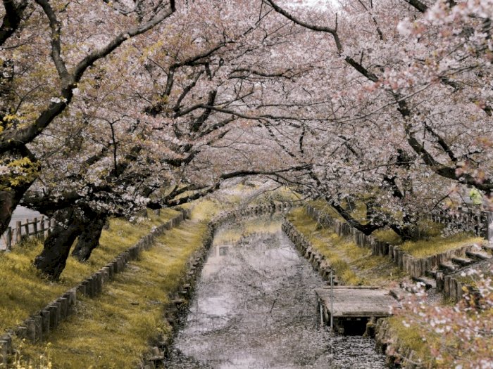 Waktu Terbaik Mengunjungi Jepang, Dijamin Bisa Lihat Bunga Sakura Mekar!