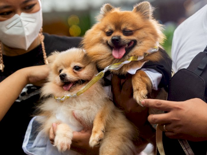 Dishub DKI Jakarta Benarkan Larangan Membawa Hewan Peliharaan Anjing ke CFD