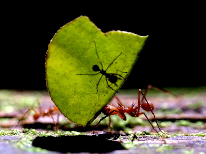 Berapa Sih Jumlah Semut yang Ada di Dunia? Intip Jawabannya di Sini!