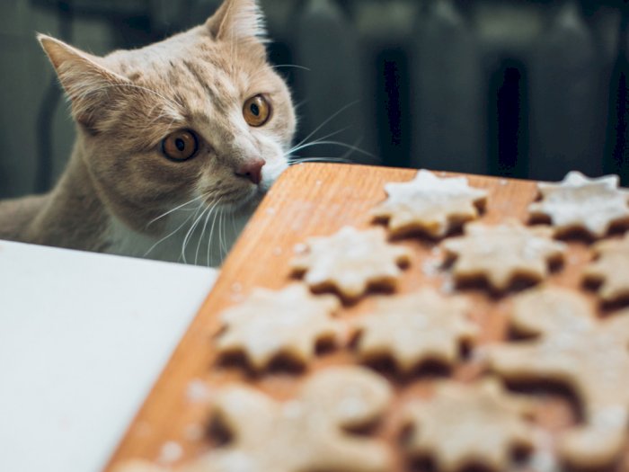 Yummy! Ini 10 Merk Makanan Kucing yang Bagus dan Bernutrisi