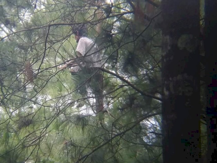 Heboh! Pria Ini Berhari-hari Nangkring di Atas Pohon Pinus, Gak Mau Makan Sampai Lemas