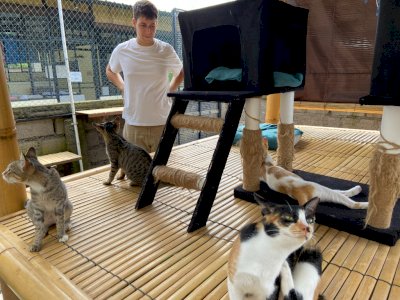 Ratusan Kucing Liar di Bali Hidup Nyaman di Vila Ini, Bule Australia Merawat dengan Cinta