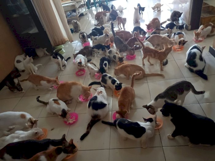 Miaw! Di Rumah Singgah Clow Ribuan Kucing Telantar Dirawat Penuh Cinta
