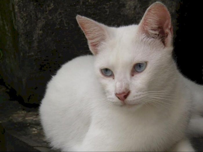 Cat Lovers Wajib Tahu! Ini 12 Fakta Unik Kucing yang Jarang Diketahui