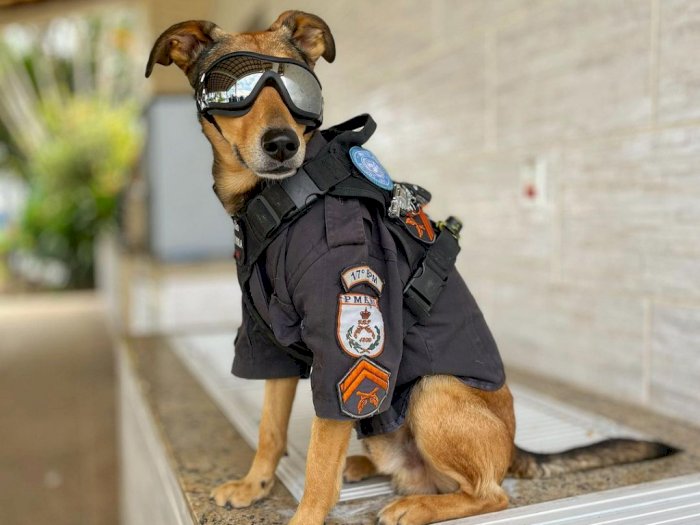 Gemes! Anjing Polisi di Brasil Jadi Selebritis Instagram