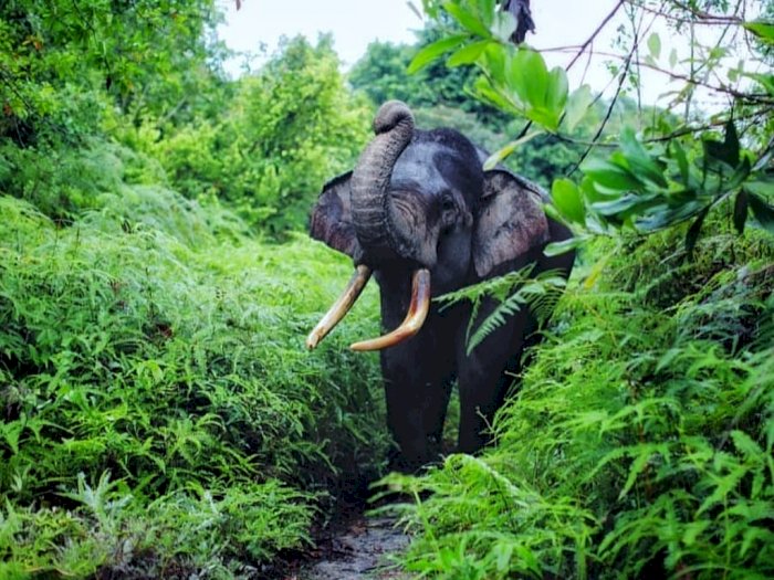 Taman Nasional Ini Memilki Spesies Tanaman Langka dan Tertinggi di Dunia, Minat Datang? 