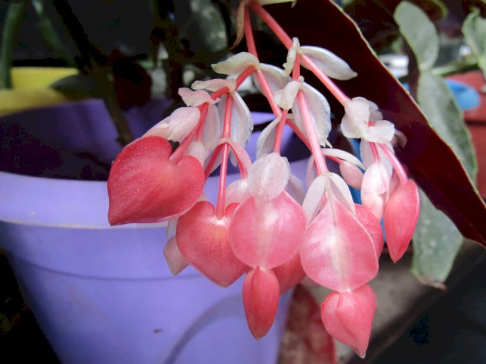 Mitos Tanaman Begonia, Konon Bisa Membawa Keberuntungan Bagi yang Menanamnya di Rumah!