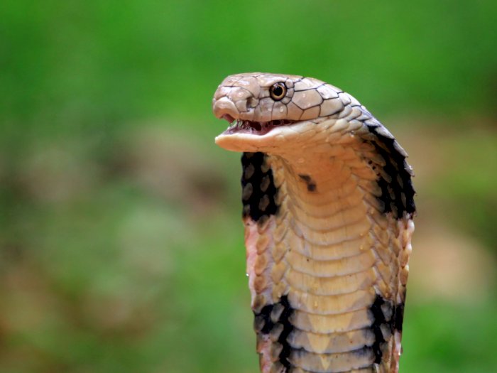 Ular King Cobra Lepas, Kebun Binatang di Swedia Tutup Sementara 