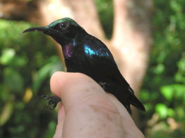 Spesies Baru Ditemukan Peneliti, Namanya Burung Matahari dari Sulawesi