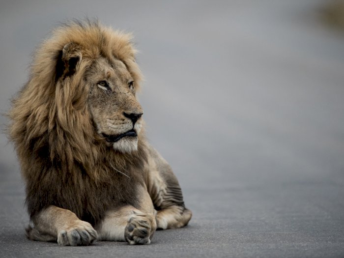Bocah 3 Tahun di India Diterkam Singa Hingga Tewas, Orangtua Melihat Langsung!