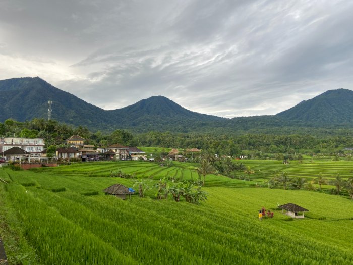 Saking Cantiknya Sawah Jatiluwih di Bali Sampai Diakui jadi Warisan Dunia UNESCO  