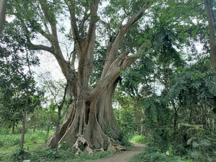 Misteri Pohon Leses di Boyolali, Berusia Ratusan Tahun Konon Dihuni 2 Ular Gaib!