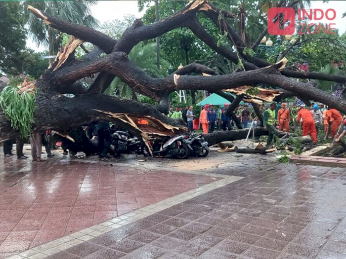 Petugas Pemadam Kebakaran dan BPBD DKI Jakarta Evakuasi Pohon Roboh di Balai Kota