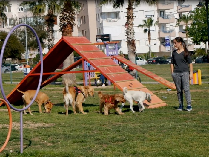 99 Persen Muslim, Orang Turki Memperlakukan Anjing Liar dengan Sangat Baik, Kok Bisa?