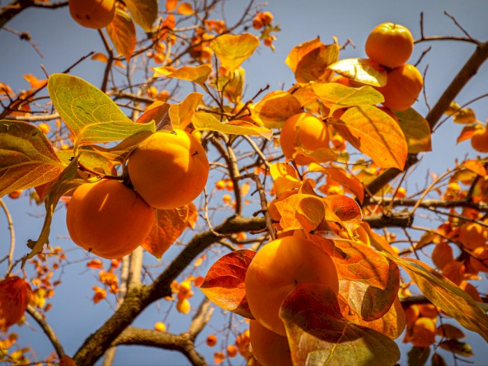 Di Indonesia Langka, ‘Apel Berastagi’ Tumbuh Subur di Turki dan Dijuluki Kurma Surga
