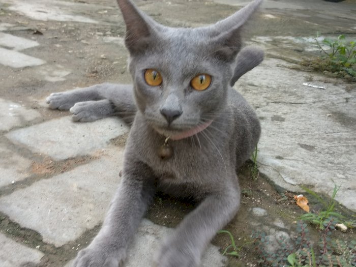 5 Fakta Menarik Busok, Kucing Ras Asli Indonesia yang Diakui Dunia