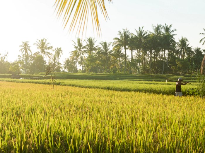 Guru Besar IPB Sebut Kekuatan Indonesia Saat Ini Adalah Sektor Pertanian