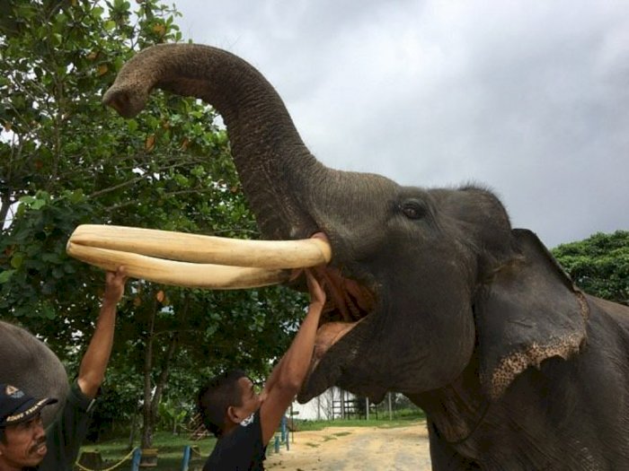 Mengejutkan! Ternyata Ada Sekolah Khusus Gajah di Riau, Cocok Buat Wisata Edukasi