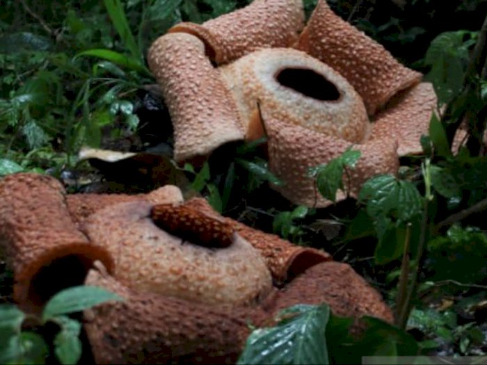 Indahnya Bunga Rafflesia Arnoldi Tumbuh Mekar di Kebun Jagung Warga di Bengkulu
