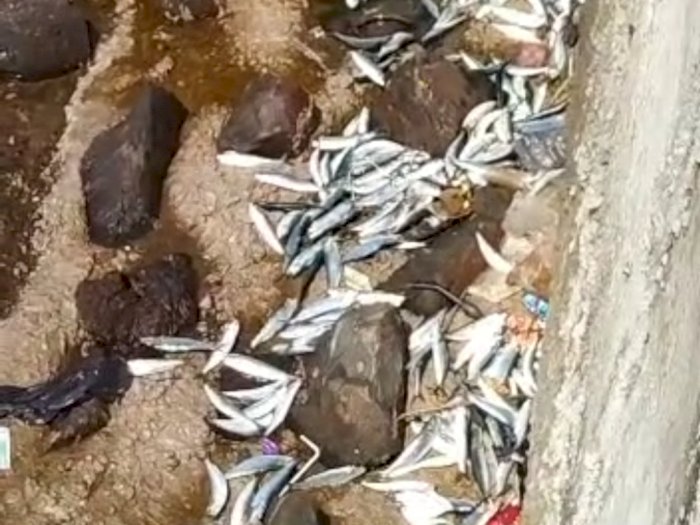 Heboh! Ribuan Ikan Terdampar di Daratan Kawasan Pantai Marina Ancol