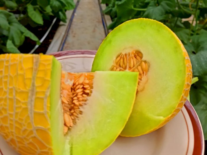 'Golden Emerald' Melon Paling Enak di Dunia Tumbuh Subur di Blora, Gimana Rasanya?