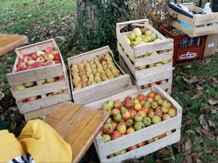 Pengalaman Mencoba Jus Apel Langsung di Kebun Apel Prancis, Manis Banget Walau Tanpa Gula