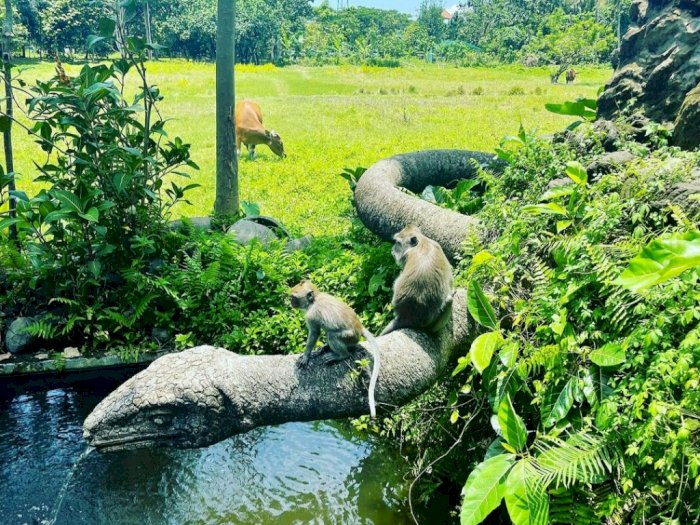 Monkey Forest Ubud, Wisata Unik di Bali yang Dianggap Keramat oleh Warga Sekitar