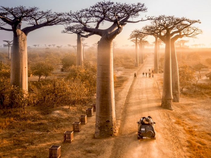 Unik dan Cantik, Ini Dia Petualangan Menuju Jalan Ikonik 'Baobab' di Madagascar