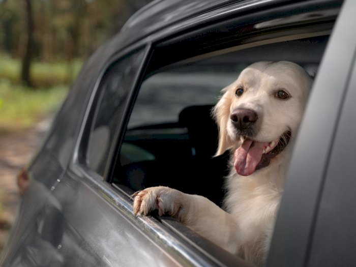 Penelitian: Anjing Lebih Suka Mobil Listrik daripada Diesel, Kurangi Mabuk Perjalanan