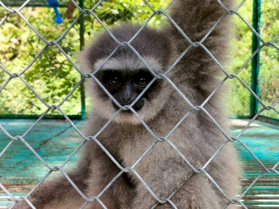 Terancam Punah, Ternyata Owa Jawa Primata yang Paling Setia 