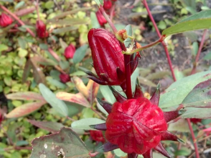 5 Manfaat Bunga Rosella, Ternyata Ampuh untuk Menurutkan Berat Badan 