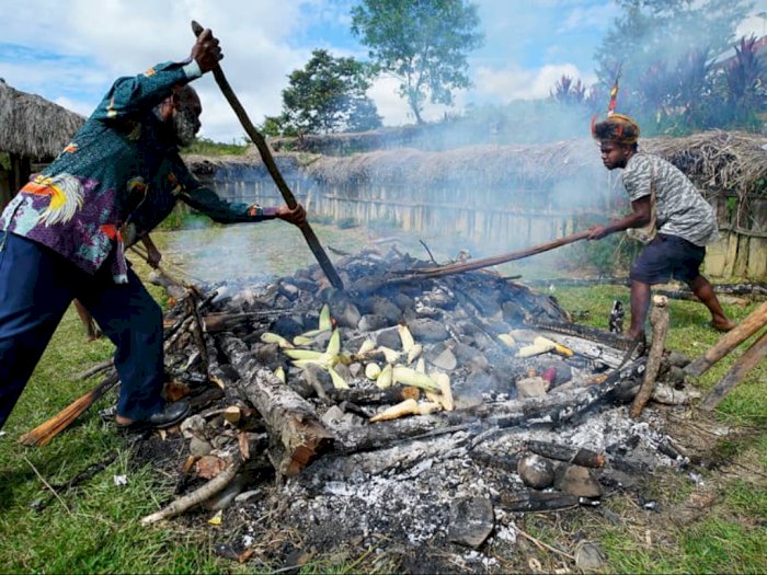 Mengenal Tradisi 'Upacara Bakar Batu' di Papua dalam Perayaan Hari Natal