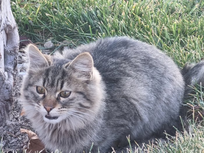 Jarang Diketahui, Ini 4 Fakta Menarik Kucing Liar di Turki: Punya Apartemen Sendiri! 