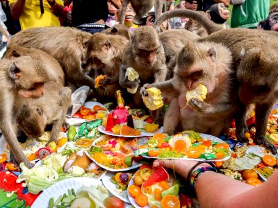 Uniknya Festival Monyet Lopburi Thailand, Monyet-Monyet Makan Besar Disaksikan Turis