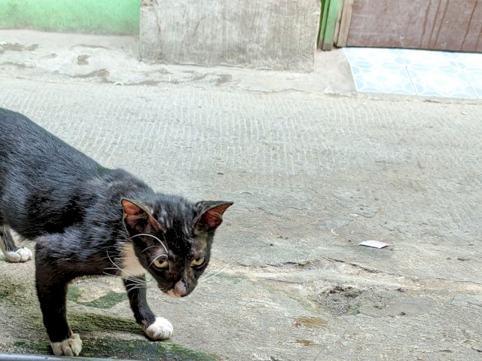 4 Mitos Mengerikan Kucing Hitam, Salah Satunya Dianggap Pembawa Sial  