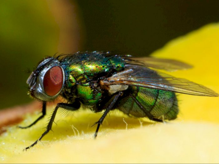 5 Fakta yang Jadi Alasan Kuat Lalat Dianggap sebagai Serangga Paling Kotor