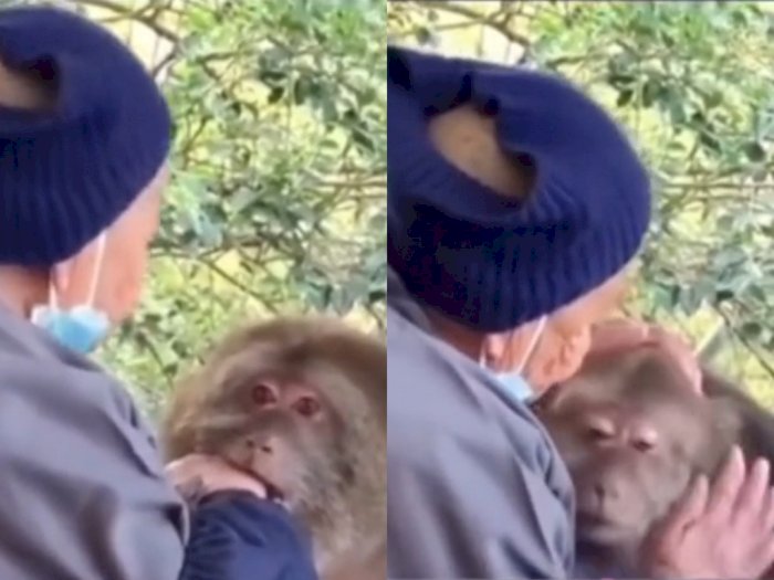 Tangannya Digigit Monyet, Reaksi Nenek Ini Tak Terduga Bikin Hati Monyet Luluh
